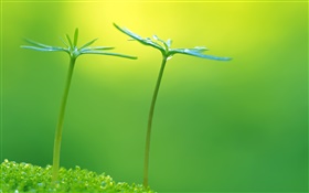 Grün, Frühling, Pflanzen Knospen, frisch HD Hintergrundbilder