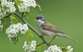 Maorigerygone, Vogel close-up, Weißdornbaum , weiße Blüten HD Hintergrundbilder