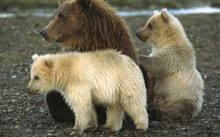 Grizzly und Cub Hintergrundbilder Bilder