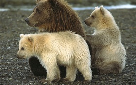 Grizzly und Cub
