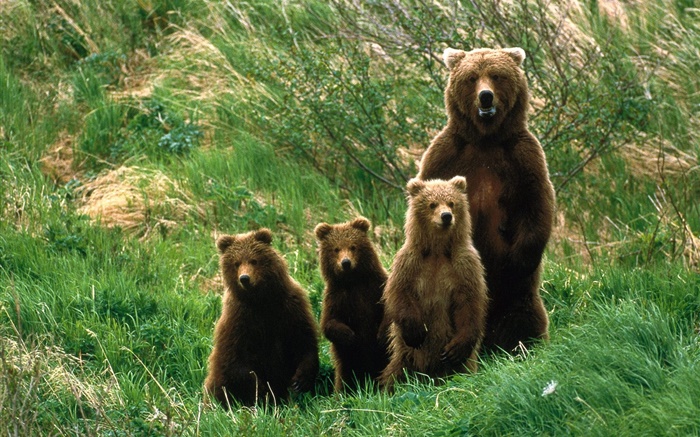 Grizzlybär Familie, Gras Hintergrundbilder Bilder