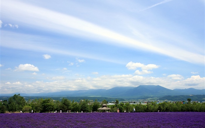 Hokkaido, Japan, Blick auf den Park, Blumen, Berge, Wolken Hintergrundbilder Bilder