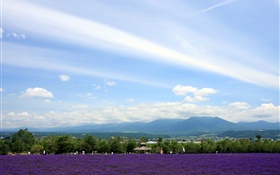Hokkaido, Japan, Blick auf den Park, Blumen, Berge, Wolken HD Hintergrundbilder