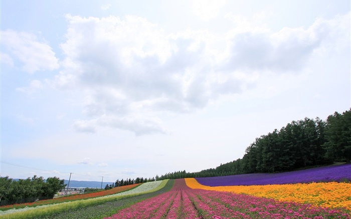 Hokkaido, Japan, schöne Blumen Feld, bunt Hintergrundbilder Bilder