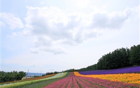 Hokkaido, Japan, schöne Blumen Feld, bunt HD Hintergrundbilder