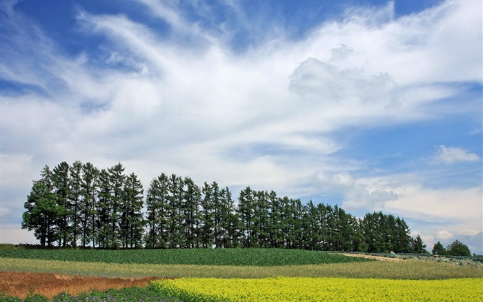 Hokkaido, Japan, Natur Landschaft, Sommer, Bäume, Felder, Wolken Hintergrundbilder Bilder