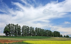 Hokkaido, Japan, Natur Landschaft, Sommer, Bäume, Felder, Wolken HD Hintergrundbilder