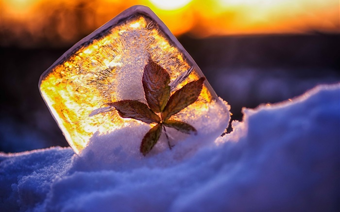 Eis, Blatt, Schnee, Sonnenlicht Hintergrundbilder Bilder