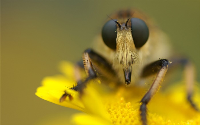 Insekt und gelbe Blume Makro-Fotografie Hintergrundbilder Bilder