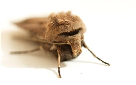 Insekt close-up, weißen Hintergrund HD Hintergrundbilder