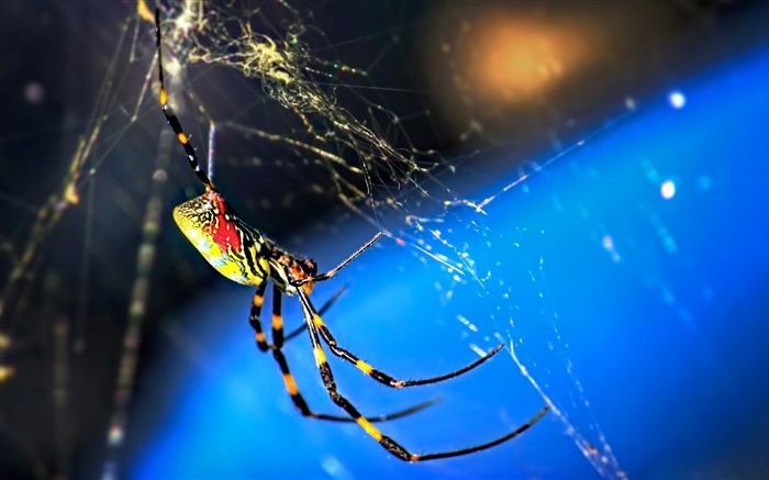 Insekt Makro, Spinne und Bahnen Hintergrundbilder Bilder