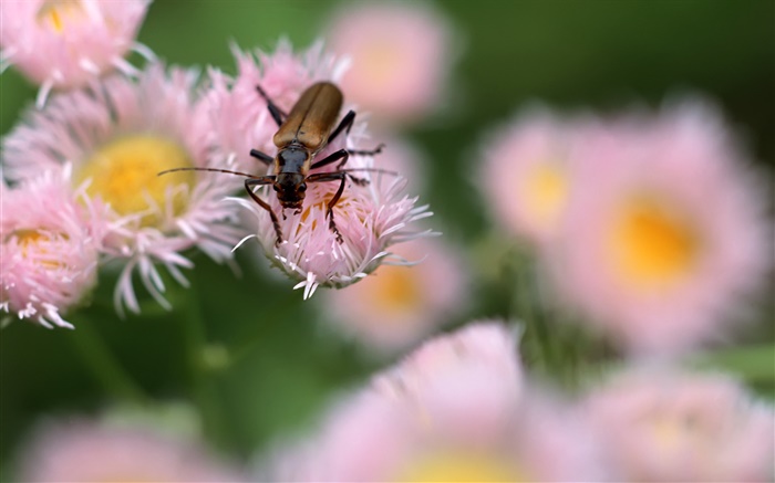 Insekt, rosa Blumen, Bokeh Hintergrundbilder Bilder