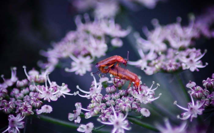 Insekt, Wildblumen Hintergrundbilder Bilder