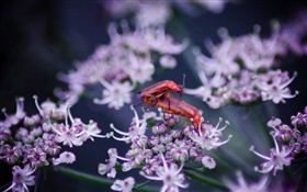 Insekt, Wildblumen HD Hintergrundbilder