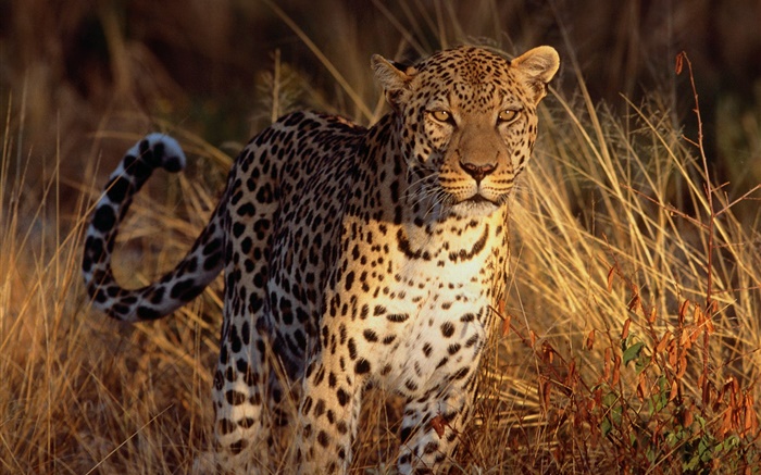 Jaguar im Gras Hintergrundbilder Bilder