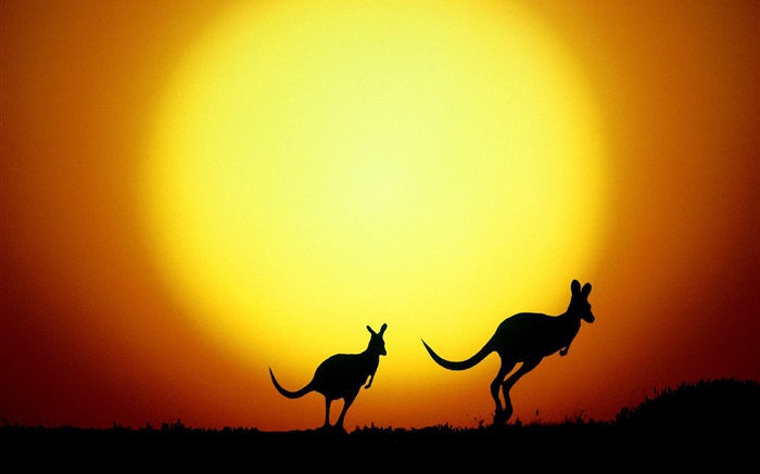 Kangaroo bei Sonnenuntergang, Australien Hintergrundbilder Bilder