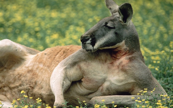 Kangaroo Rest, Rasen, Australien Hintergrundbilder Bilder