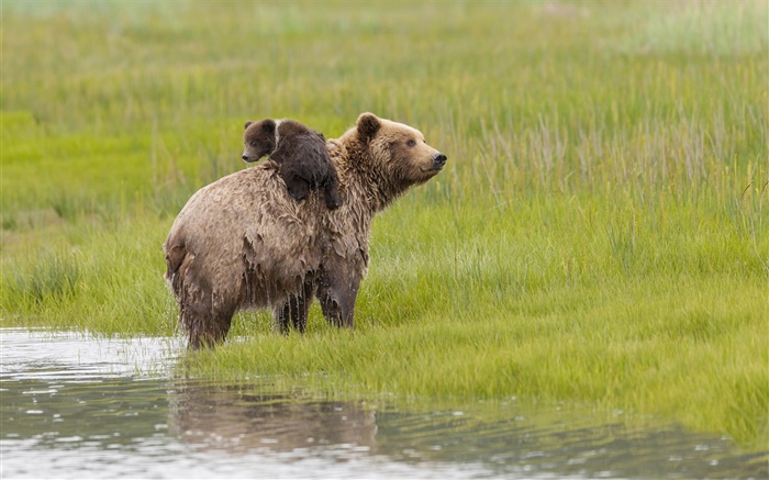Lake Clark Nationalpark , Alaska, Bären, Wasser, Wiese Hintergrundbilder Bilder