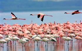 See, Flamingo, Vögel fliegen HD Hintergrundbilder