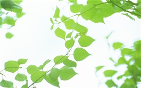 Blätter, grün, bokeh, Sommer HD Hintergrundbilder