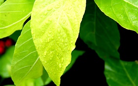 Hellgrüne Blätter, Wassertropfen HD Hintergrundbilder