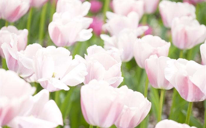 Helle rosa Tulpe Blumen Hintergrundbilder Bilder