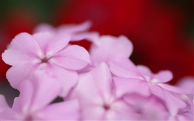 Licht lila Blumen Blütenblätter HD Hintergrundbilder
