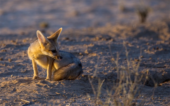 Kleiner Fuchs, Sonnenuntergang, Licht Hintergrundbilder Bilder