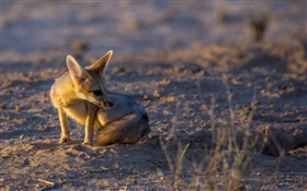 Kleiner Fuchs, Sonnenuntergang, Licht HD Hintergrundbilder