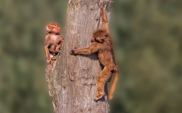 Kleine Affen, Stumpf Hintergrundbilder Bilder