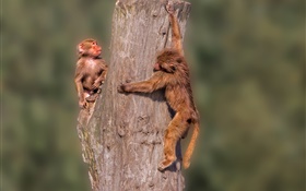 Kleine Affen, Stumpf HD Hintergrundbilder