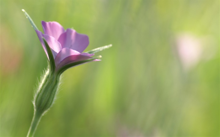 Kleine lila Blüten close-up, grünen Hintergrund Hintergrundbilder Bilder