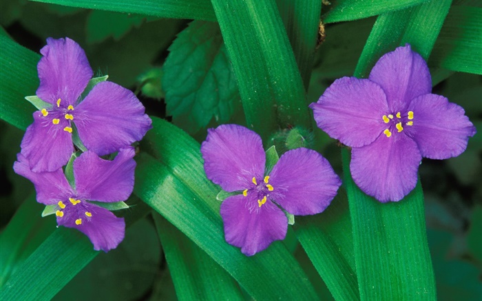 Kleine lila Blüten, drei oder vier Blütenblätter , grüne Blätter Hintergrundbilder Bilder