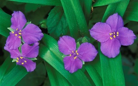 Kleine lila Blüten, drei oder vier Blütenblätter , grüne Blätter HD Hintergrundbilder