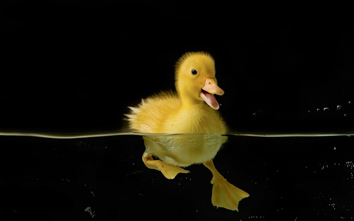 Kleine gelbe Ente im Wasser Hintergrundbilder Bilder