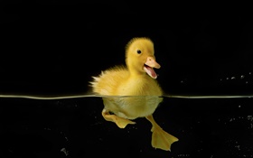 Kleine gelbe Ente im Wasser HD Hintergrundbilder