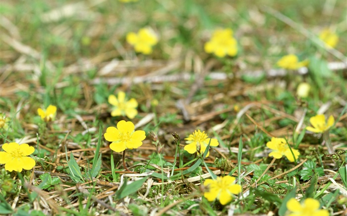 Kleine gelbe Wildblumen , Boden, Gras Hintergrundbilder Bilder