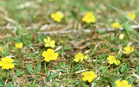 Kleine gelbe Wildblumen , Boden, Gras HD Hintergrundbilder