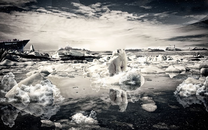Einsame Bären, Schnee, Meer, kreative Bilder Hintergrundbilder Bilder