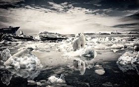Einsame Bären, Schnee, Meer, kreative Bilder HD Hintergrundbilder