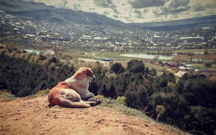 einsamer Hund Hintergrundbilder Bilder