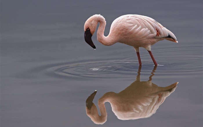 einsamer Flamingo Hintergrundbilder Bilder