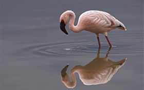 einsamer Flamingo HD Hintergrundbilder