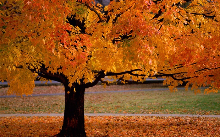 Einsamer Baum, Herbst, gelbe Blätter Hintergrundbilder Bilder