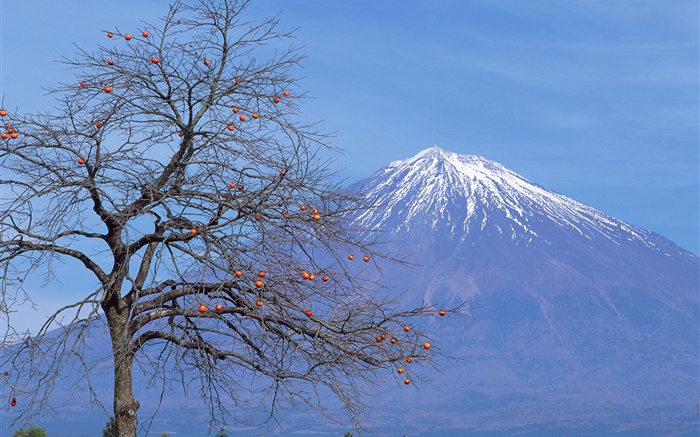 Einsamer Baum, Obst, Mount Fuji, Japan Hintergrundbilder Bilder