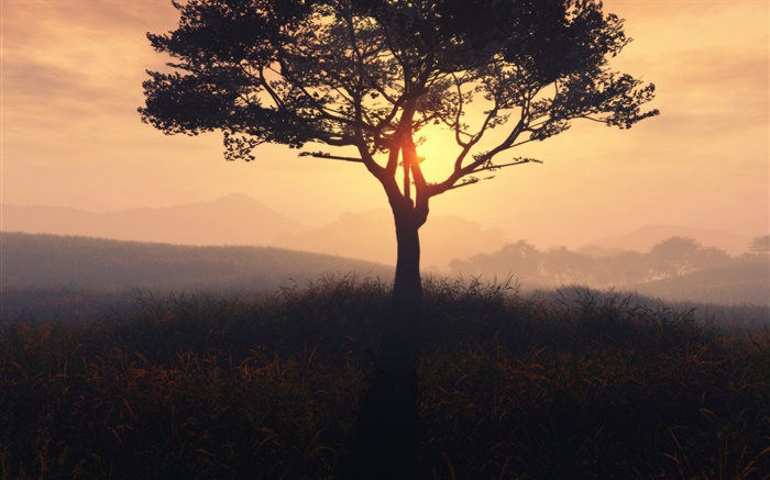 Einsamer Baum, Sonnenaufgang, Gras, Morgendämmerung , Nebel Hintergrundbilder Bilder