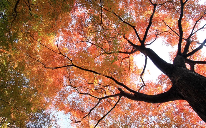 Schauen Sie, um zu sehen, Ahornbaum , gelbe und rote Blätter, Herbst Hintergrundbilder Bilder