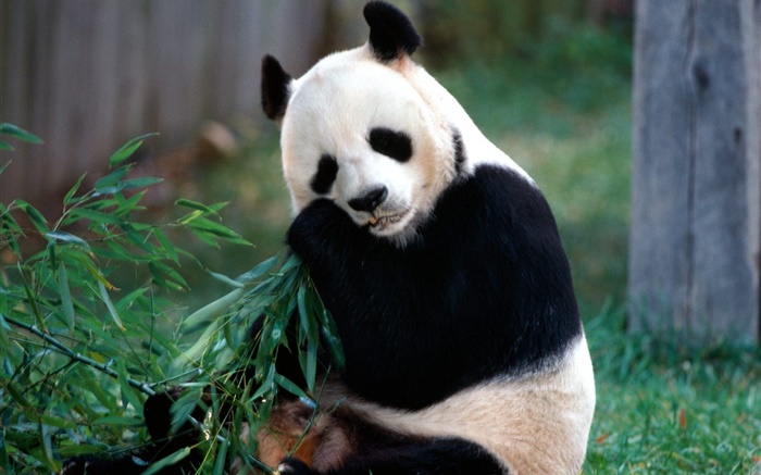 Schöne Panda Essen Bambus Hintergrundbilder Bilder