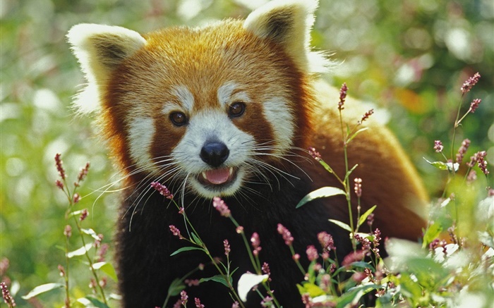 Schöne rote Panda Hintergrundbilder Bilder