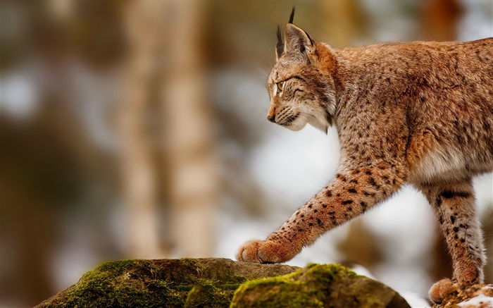 Lynx Jagd, Räuber, Steine Hintergrundbilder Bilder
